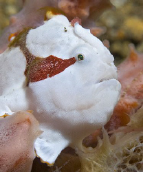 Juvenile Painted Frogfish, about 2 cm.  Secret Bay, Anilao. by Jim Chambers 